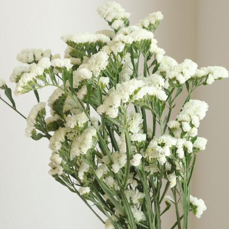 【生花】スターチス<70cm>(白)【OT】