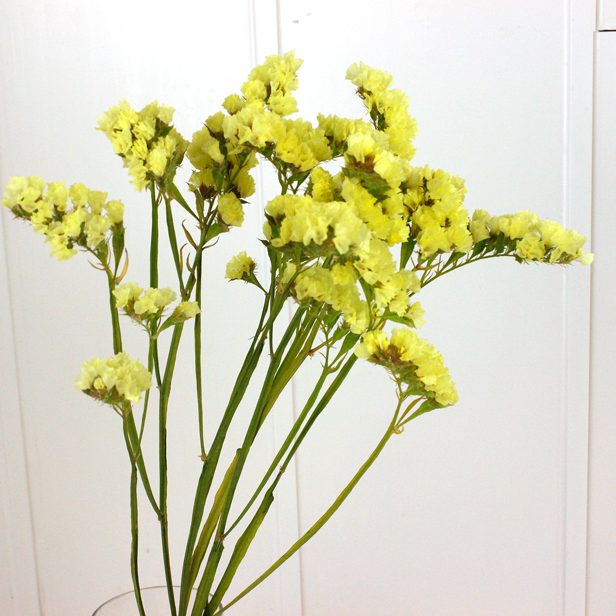 ドライ】J・flow/スターチス [黄] 3〜5本 【L1-10】【L2-09】 - 花材