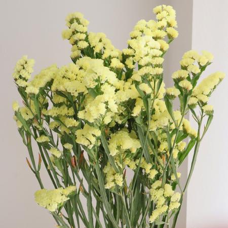 【生花】スターチス<70cm> (黄色)【OT】