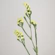 【生花】スターチス<70cm> (黄色)【OT】
