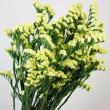 【生花】スターチス<70cm> (黄色)【OT】