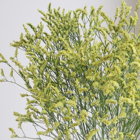 【直前】<70cm>国産HBチース(黄色)【OT】