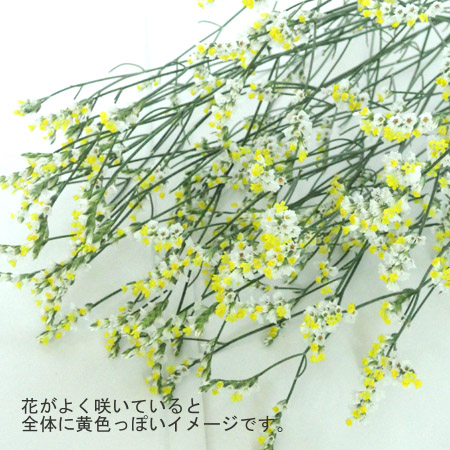 直前 国産hbチース 白 キノブランなど 60cm程度 生花 通販 はなどんやアソシエ 直前 国産hbチース 白 キノブランなど 60cm程度 生花 通販 はなどんやアソシエ