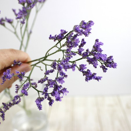 直前 Hbチース 紫 カリナブルー ミシガンブルーなど 60cm以上 生花 通販 はなどんやアソシエ 直前 Hbチース 紫 カリナブルー ミシガンブルーなど 60cm以上 生花 通販 はなどんやアソシエ