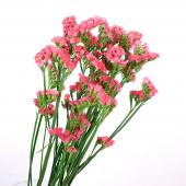 ※販売期間外※【直前】スターチス（アプリコットオレンジ）タスマニアオレンジなど　Sサイズ　40cm程度 【生花】