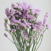 生花】スターチス ブライダルクイーン(ピンクラベンダー) 【OT】 - 花