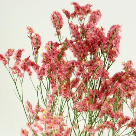 【直前】国産HBチース 朱幻(オレンジ系)70cm程度