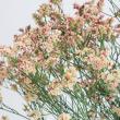 【生花】HBチース 　陽春(ベージュ系)60cm JA信州諏訪 【OT】