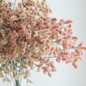 生花】HBチース 吉祥(オレンジ系)60cm JA信州諏訪 【OT】 - 花材通販は