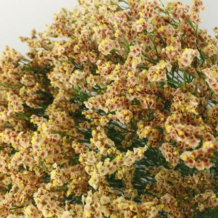 星のいけばな Amazon.co.jp: ZERONOWA 剣山 長方形 角剣山 華道 生け花 ゴム