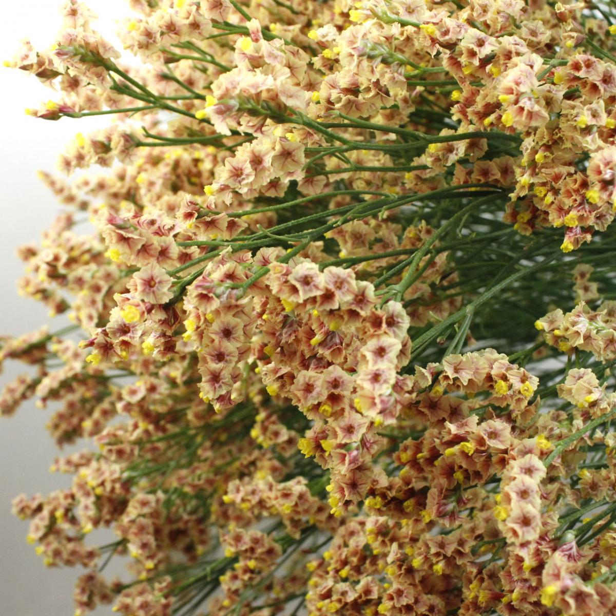 直前 Hbチース 南十字星 オレンジ 75cm 信州諏訪 生花 通販 はなどんやアソシエ