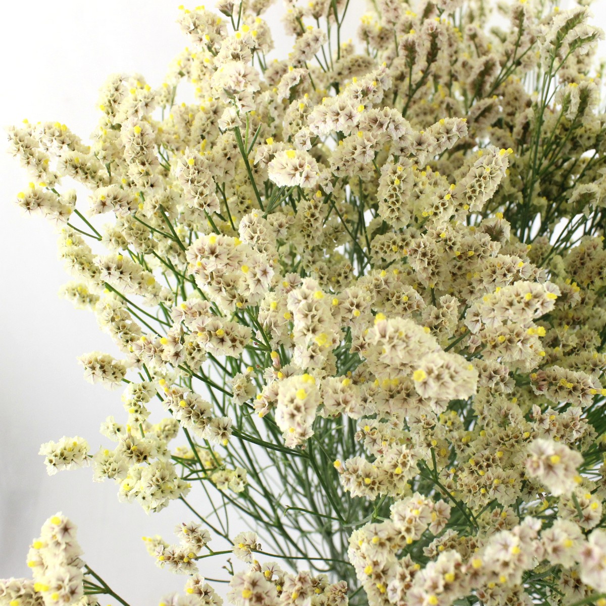 生花】HBチース 極日 (辛子色)70cm - 花材通販はなどんやアソシエ