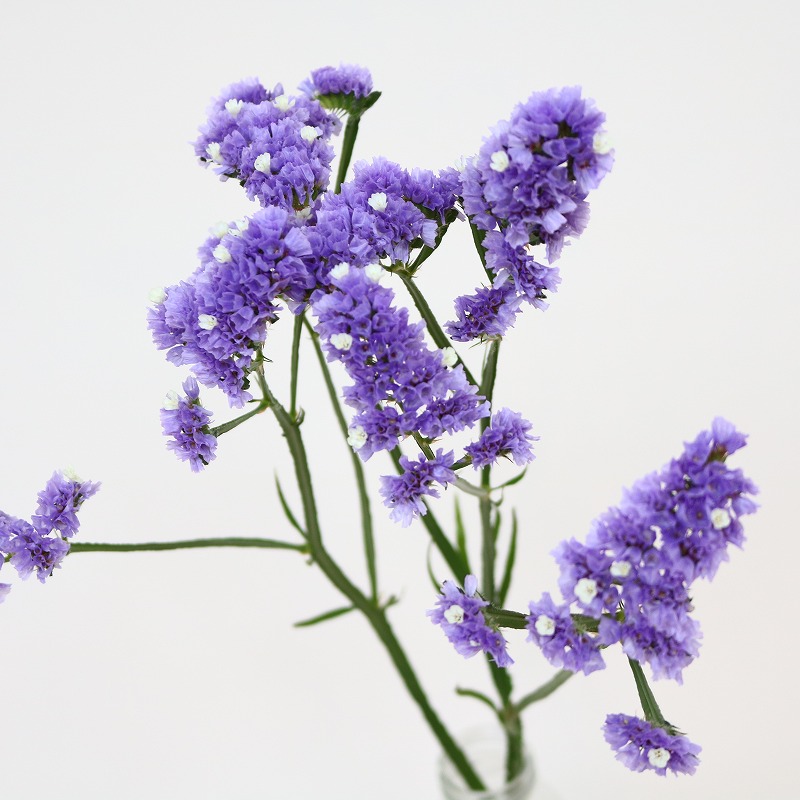 生花】スターチス 紫(ネオブルー、パールブルーなど)秀2L - 花材通販は