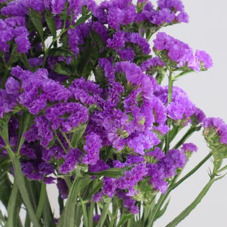 【生花】スターチス<70cm>(濃い紫)サンデーバイオレットなど【OT】