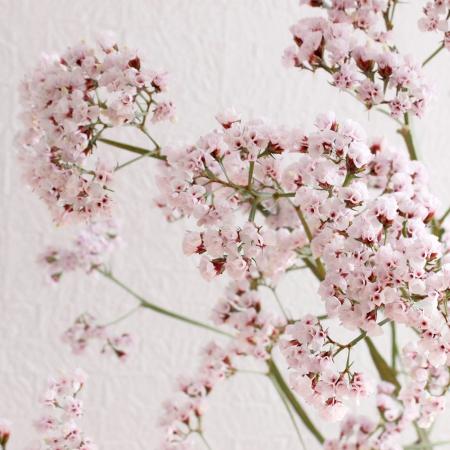 生花 Hbチース シンジーシルバー 秀m Hbの名前だがシニュアータ系に近い見た目 新商品賞 ごく淡いピンク 紀州農協 通販 はなどんやアソシエ