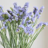 08直前】【生花】スターチス アイスブルー(薄紫)30cm 北海道 - 花材