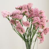 ※販売期間外※【08直前】スターチス　ビンテージアッシュ　70ＣＭ