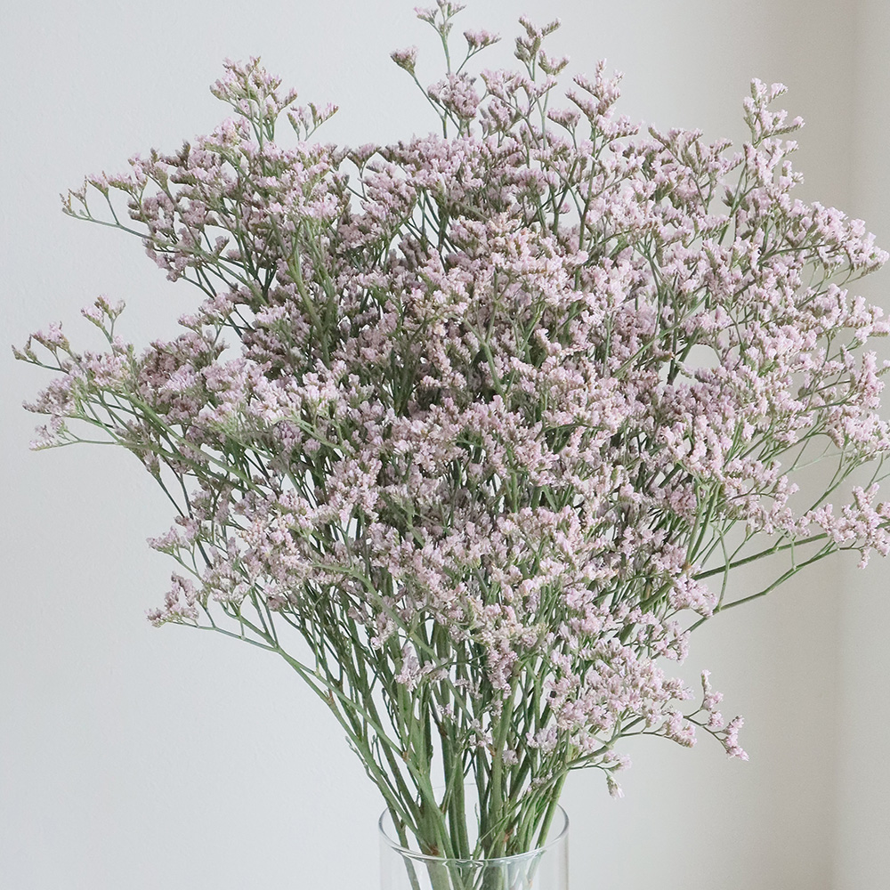 大きなミモザとピンクのオーバルリース　イタリア産ミランドール　スターチス　春 08直前!】HBスターチス ピンクトールエミール(うすピンク)50cm〜【生花