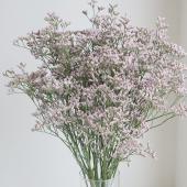 08直前!】HBスターチス ピンクトールエミール(うすピンク)50cm〜【生花