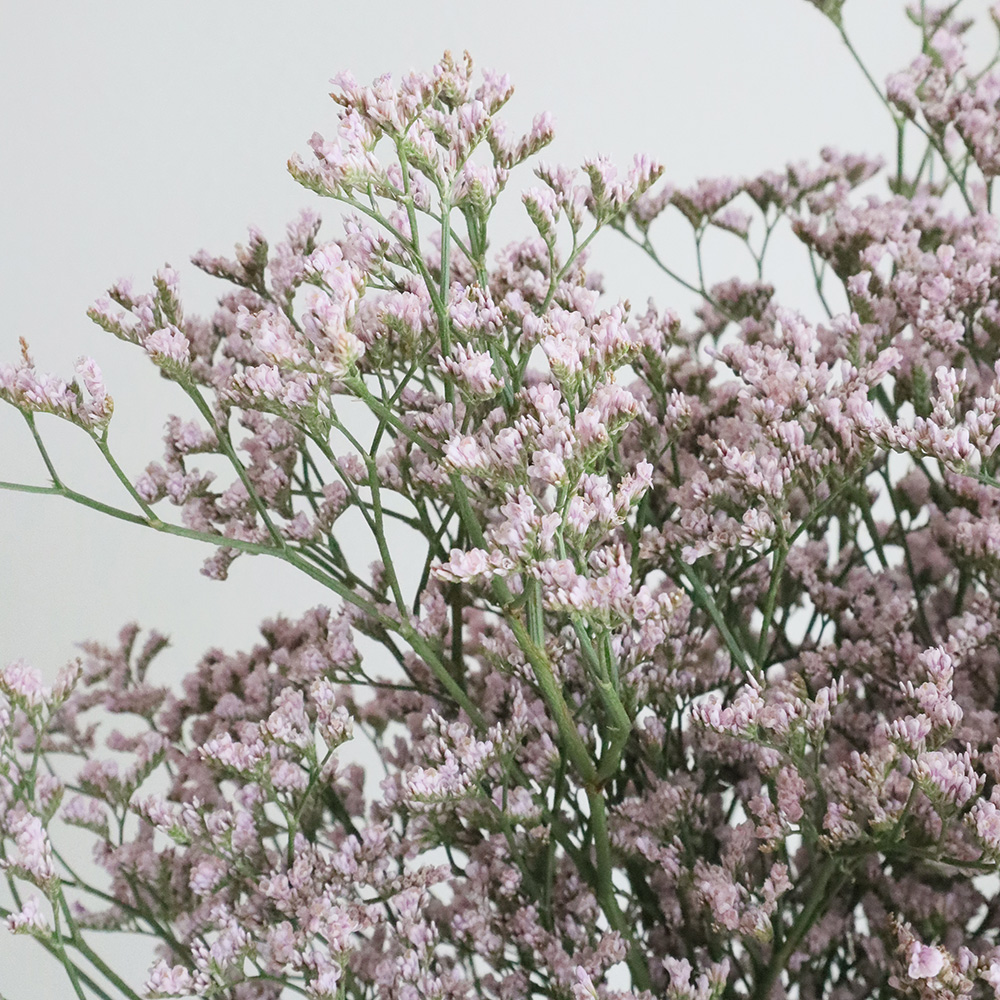 08直前!】HBスターチス ピンクトールエミール(うすピンク)50cm〜【生花