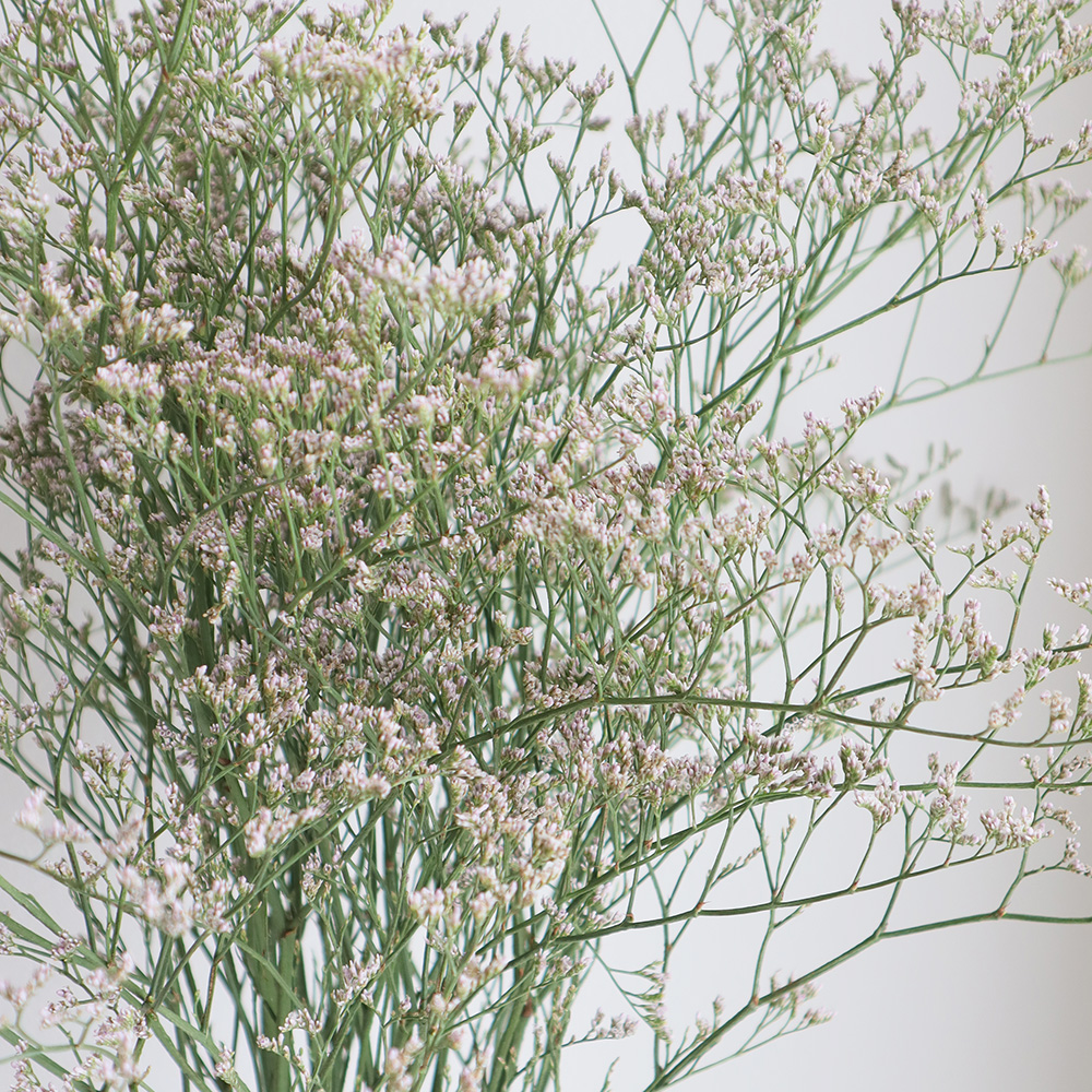 08直前!】HBスターチス ピンクトールエミール(うすピンク)50cm〜【生花