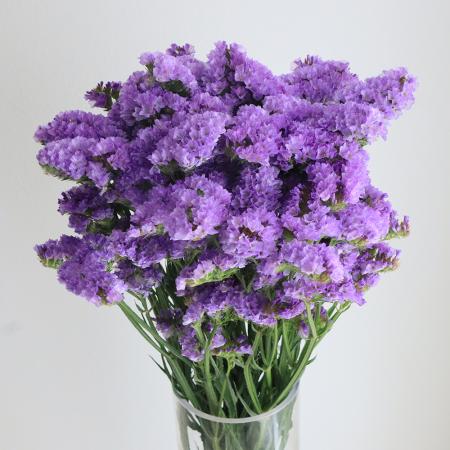 【生花】スターチス<70cm>　ブルー(うす紫系)ジェットブルーなど【OT】