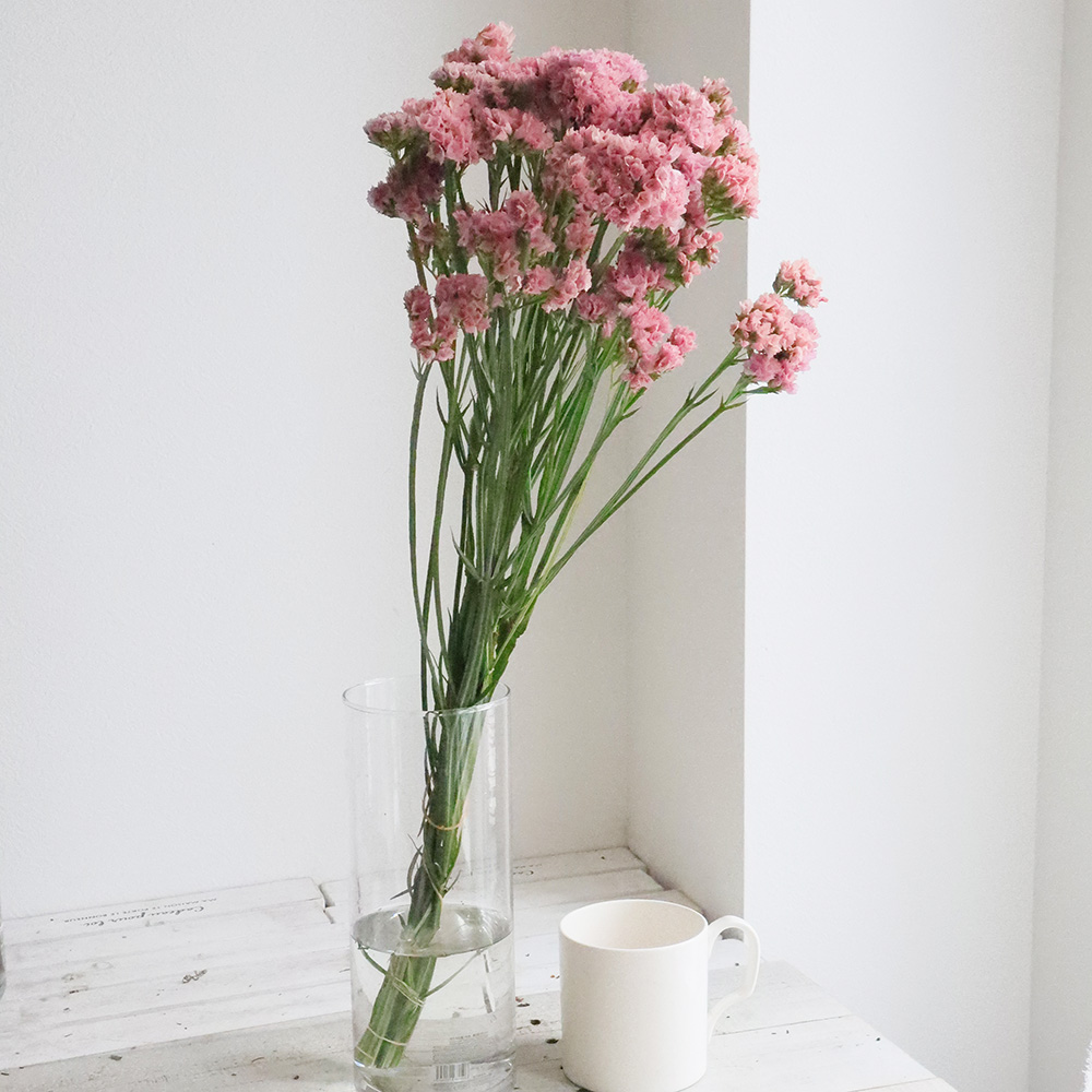 08直前!】初入荷!スターチス シイナ(八重ピンク)60センチ紀州農協