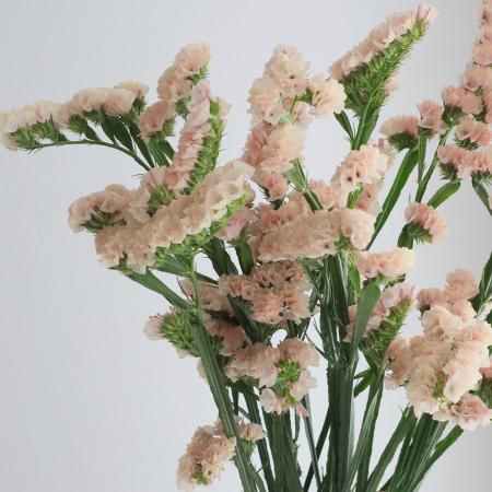 【08直前】スターチス　やまびこ(ベージュ系)70cm【生花】