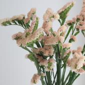 ※販売期間外※【08直前】スターチス やまびこ(ベージュ系)70cm【生花】