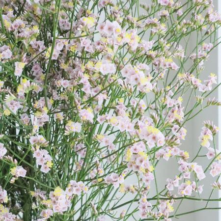 【生花】HBスターチス　ピンクマルチーズ　(淡いピンク)80CM 北空知