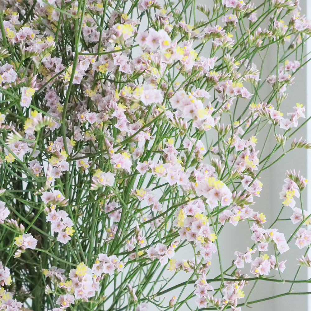 ハイブリッドスターチス❣️マルチーズピンク ハイブリッドスターチス『キノマルチーズピンク』 | 花屋 はな輔