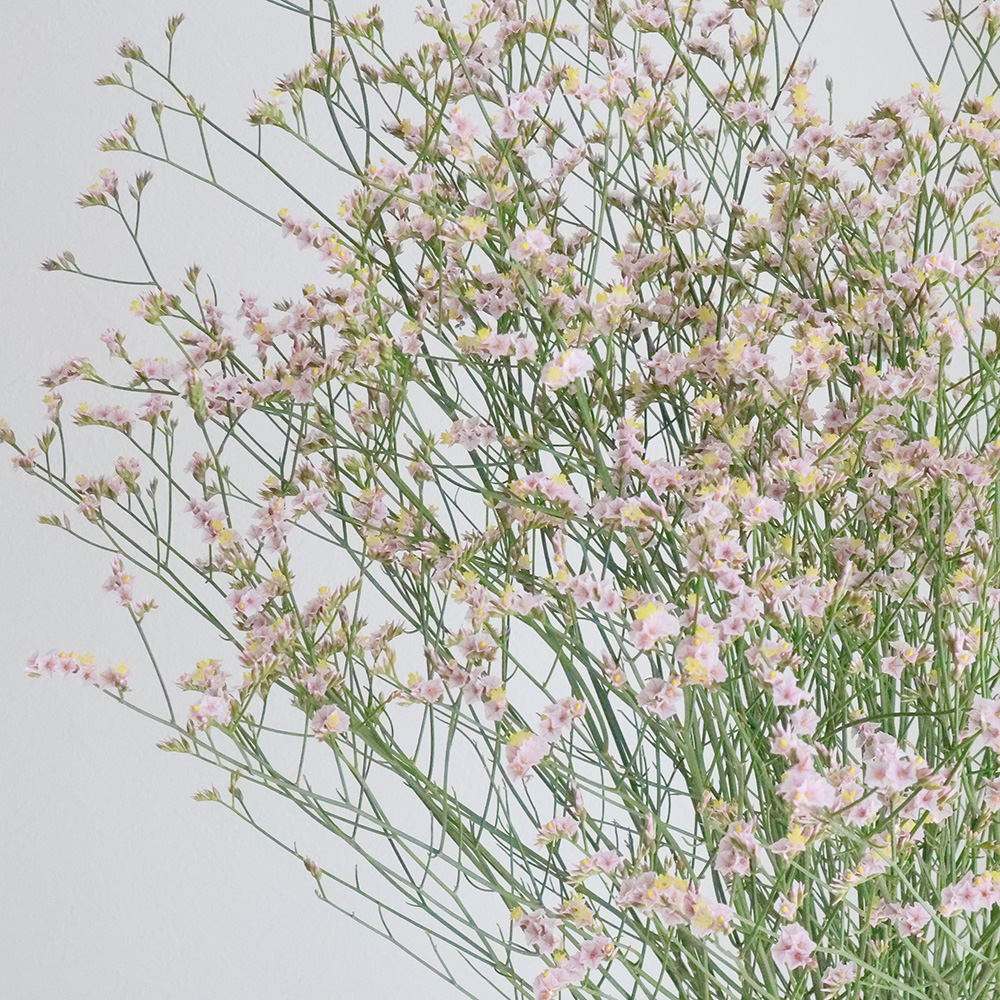 08直前!!】HBスターチス マルチーズピンク (淡いピンク)枝60cm