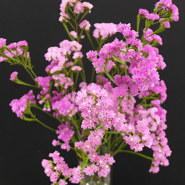 生花】スターチス ピュアレット(ピンク系)南国園【OT】 - 花材通販は