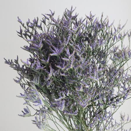 【生花】輸入HBチース 　サフォラダークブルー(紫)70cm