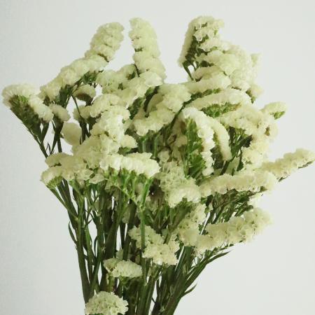 【直前!】【生花!】スターチス(クリーム色)50-60cm程度