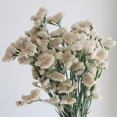 【08直前】スターチス   ミンティア(ニュアンスピンク〜ホワイト)70CMJA豊橋