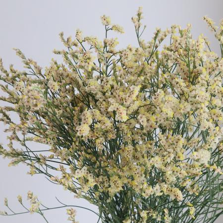 【08直前】国産HBチース  キノシナモン(アプリコット)80cm 熊本県【OT】