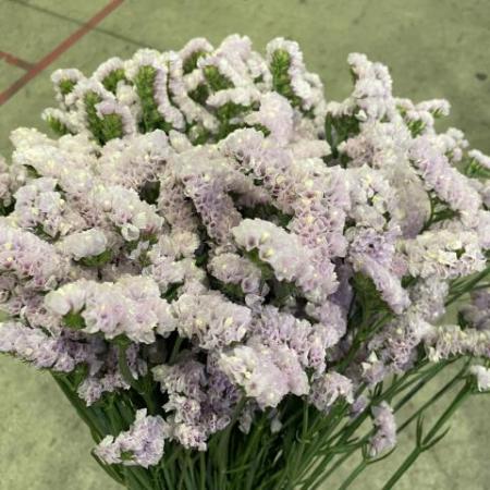 の「スターチス｜生花・切り花」通販 - 花材通販はなどんやアソシエ