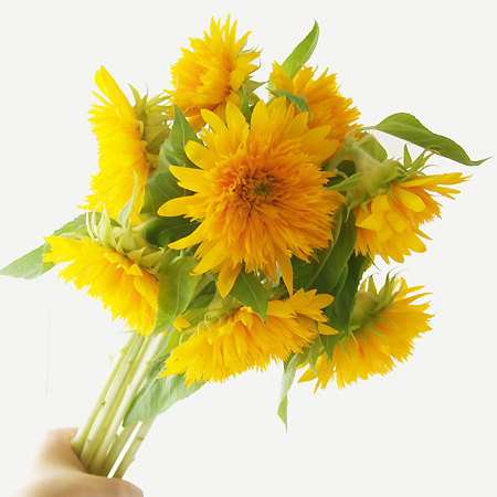 直前 ヒマワリ 東北八重 F10cm前後 生花 通販 はなどんやアソシエ 直前 ヒマワリ 東北八重 F10cm前後 生花 通販 はなどんやアソシエ