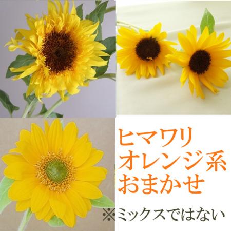【生花】おまかせヒマワリ(オレンジ系)Φ7〜10センチ程度