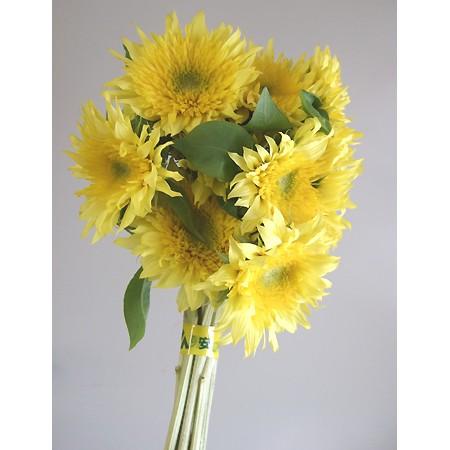 直前0814 ヒマワリ モネ 小輪 4前後 通販 はなどんやアソシエ 直前0814 ヒマワリ モネ 小輪 4前後 通販 はなどんやアソシエ