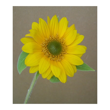 生花】ヒマワリ芯白 サンリッチ”フレッシュ”オレンジ 7〜10センチ前後