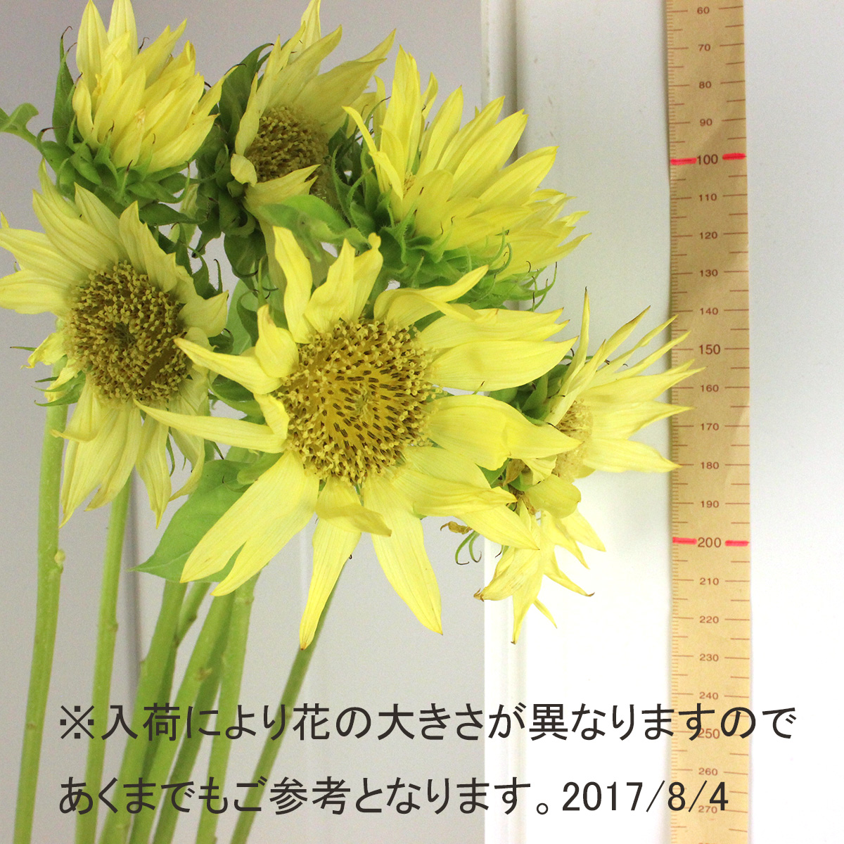 生花】ヒマワリ セーラームーン【FJ】 JA山形市 - 花材通販は