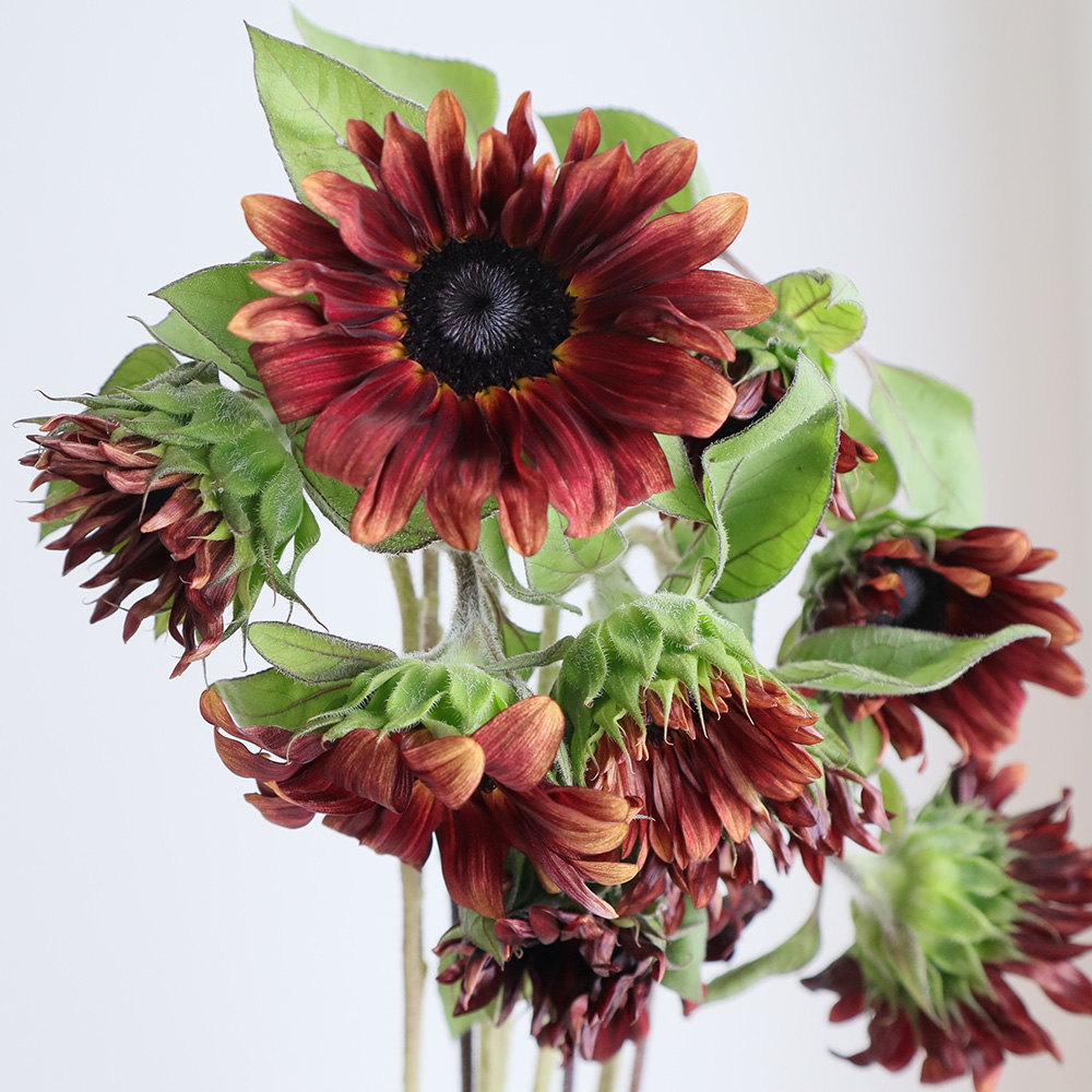 生花 ヒマワリ 茶系 プロカットレッド ムーランルージュなど 7 10cm程度 商品説明お読みください Fj 通販 はなどんやアソシエ 生花 ヒマワリ 茶系 プロカットレッド ムーランルージュなど 7 10cm程度 商品説明お読みください Fj 通販 はなどんやアソシエ