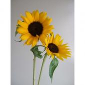 生花】ヒマワリ オレンジ(アレンジサイズ) - 花材通販はなどんやアソシエ