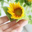 【生花】プチひまわり(オレンジ新白) 花径約3-5cm　サンリッチFオレンジなど【FJ】
