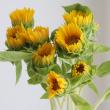【生花】プチひまわり(オレンジ新白) 花径約3-5cm　サンリッチFオレンジなど【FJ】