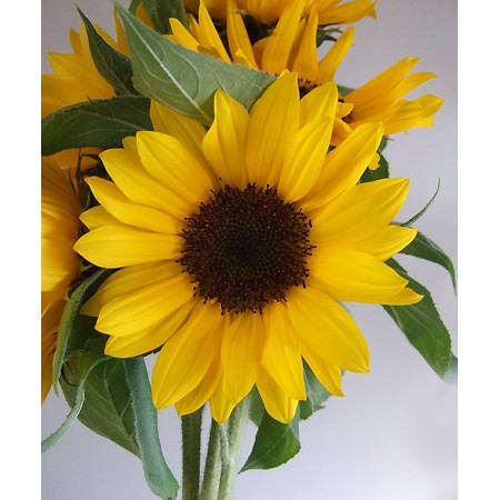 【生花】ひまわり　オレンジ芯黒(7cm程度のもの)【OT】