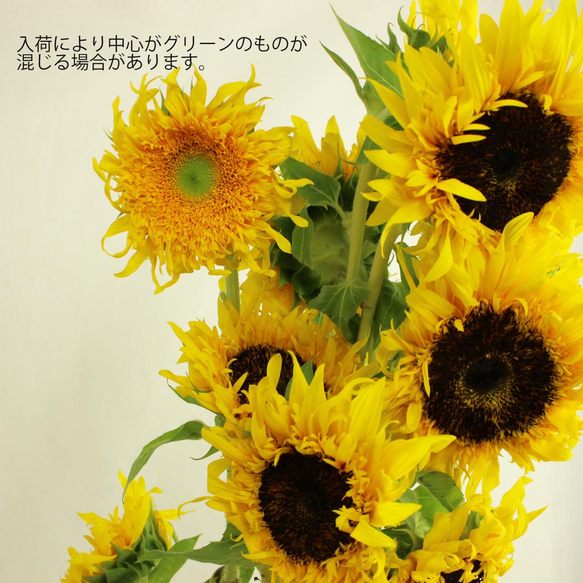 生花 ヒマワリ ゴッホ 緑芯の場合もあります 通販 はなどんやアソシエ