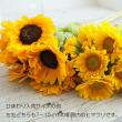 【生花】ヒマワリ　黄色芯黒〔約7～10cm〕ビンセントポメロなど　【OT】
